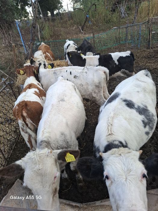 De vanzare Doua vitele belgiene