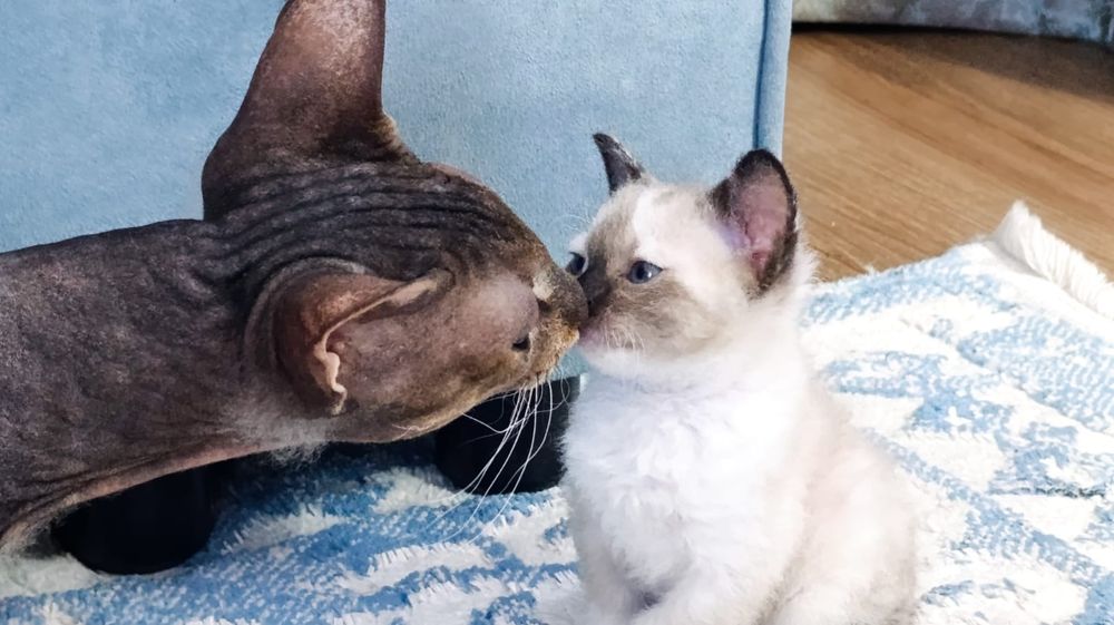 Котёнок сфинкс браш