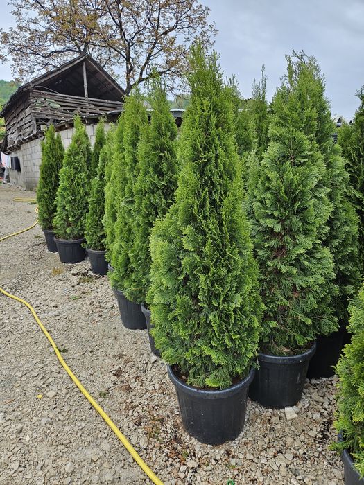 Tuia smaragd mai multe dimensiuni