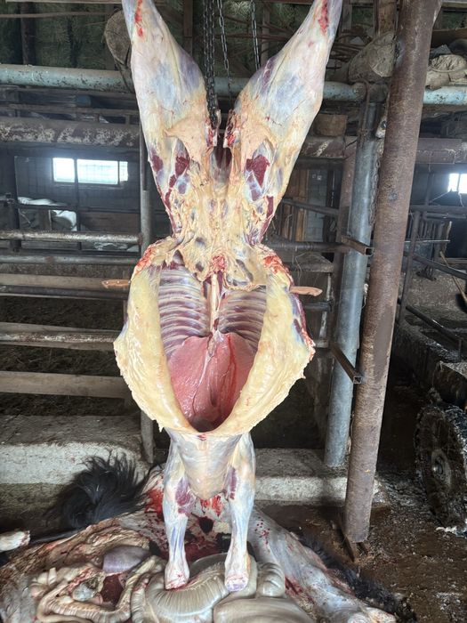 Байталдар сатылады даланын