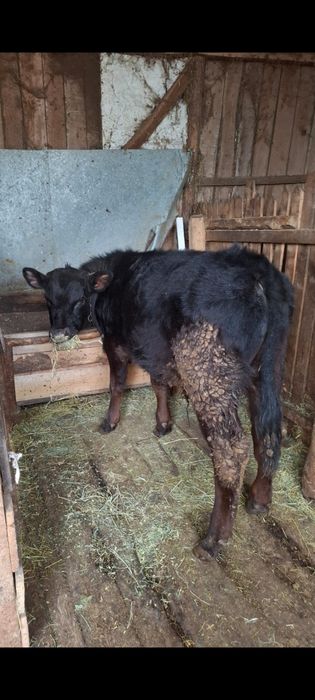 Vând taur si vitea angus