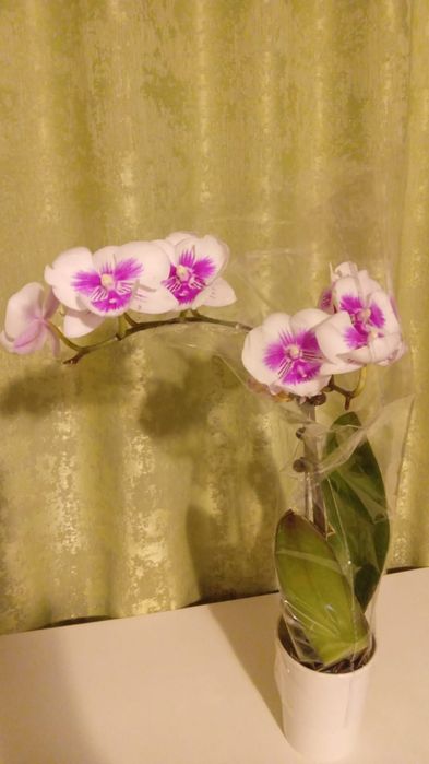 Шикарная орхидея фаленопсис