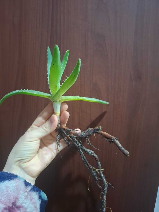 Продам ростки алоэ вера