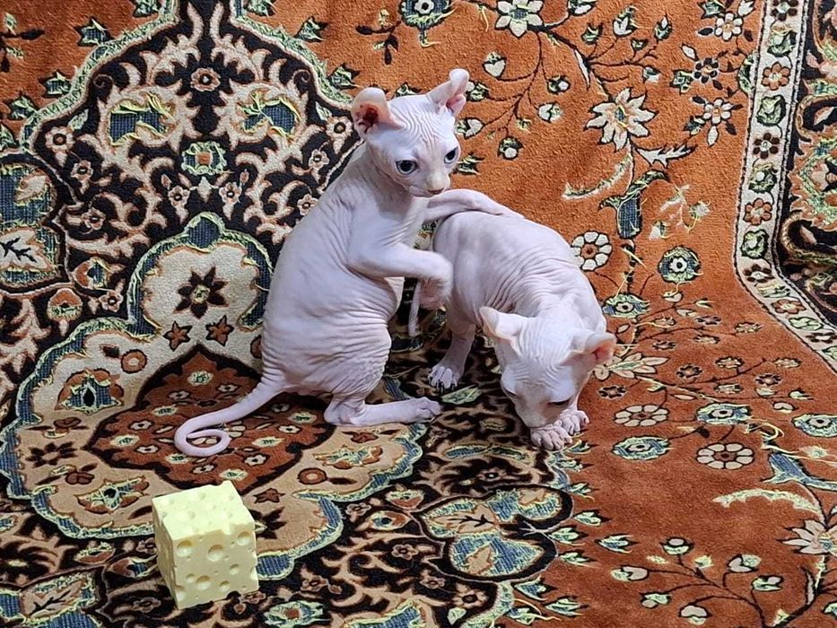 Котята породы Эльф