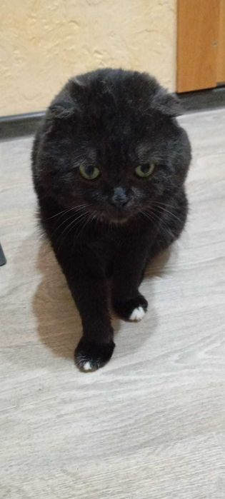 Найден вислоухий котейка. Ищем прежних или новых владельцев!