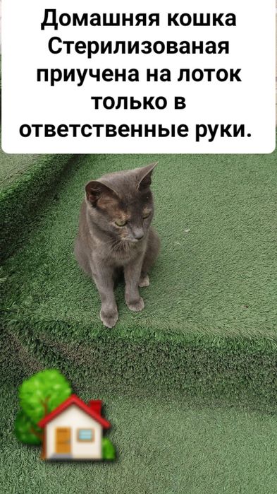 Корм для кошек whiskas