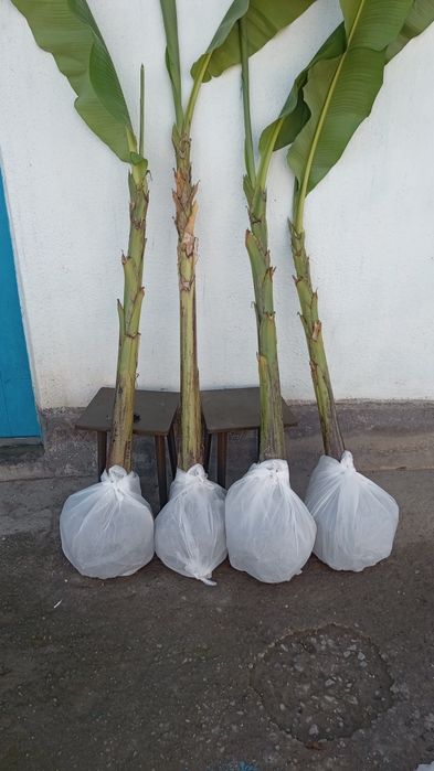 Продам Банан домашни