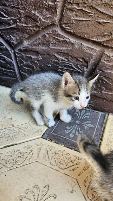 Котёнки продаются