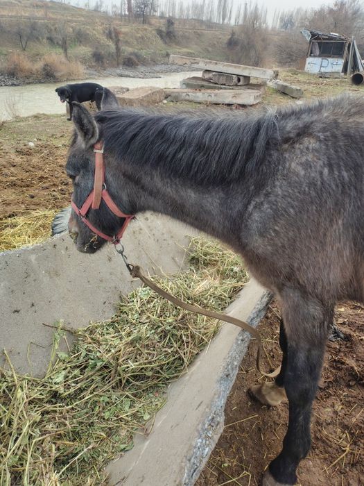 Toylar sotiladi 15 milliondan