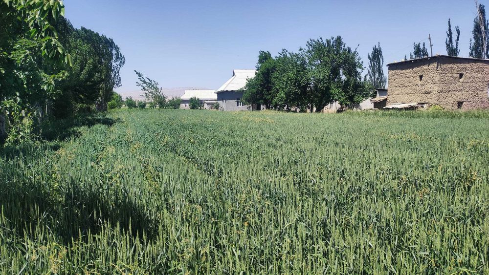 Ховли сотилади 20 сотх