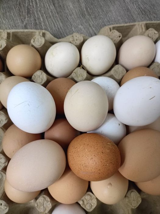 Продам домашние яйца. Пос.Красина