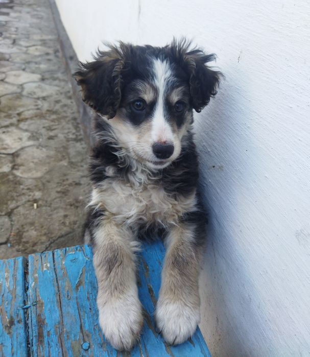 Отдам щенка в добрые руки