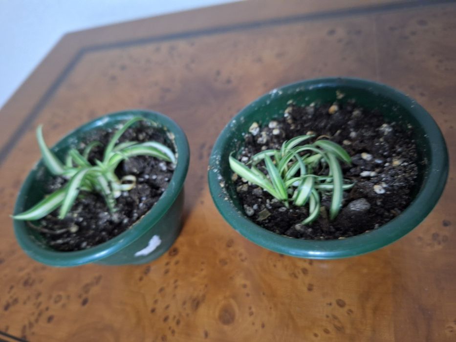 Цветы домашние ухоженные