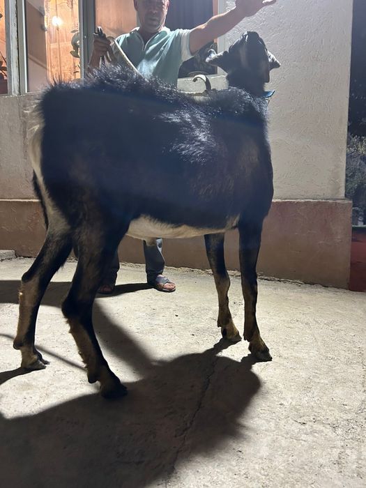 Теке / Козел сатылады