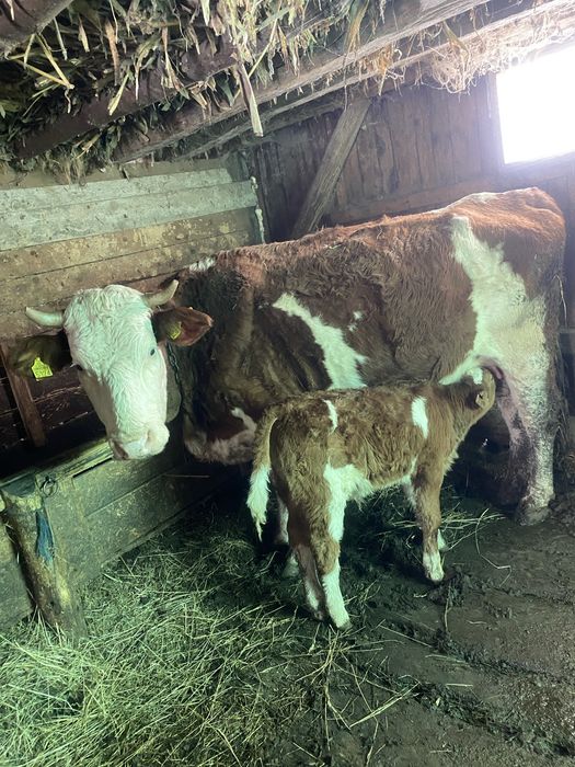 Vaci cu vitei baltate