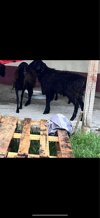 Қозылы қой қошқар қой