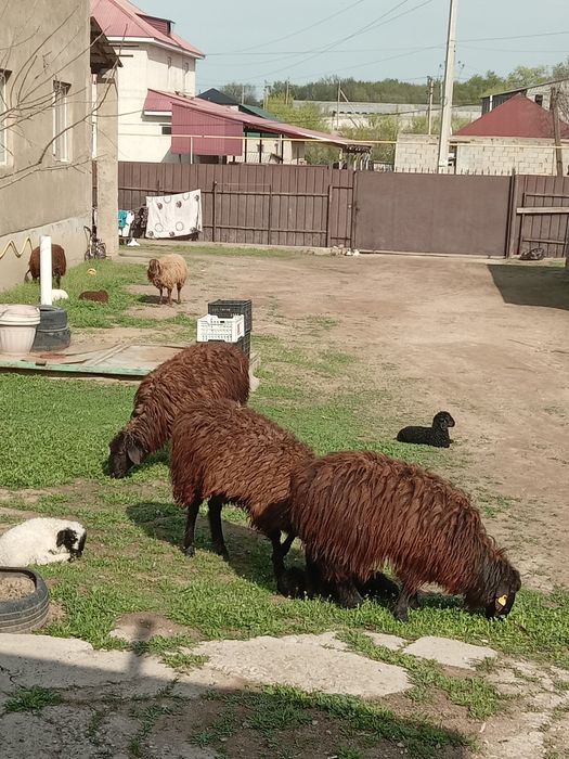 Қозылы қой сатылады