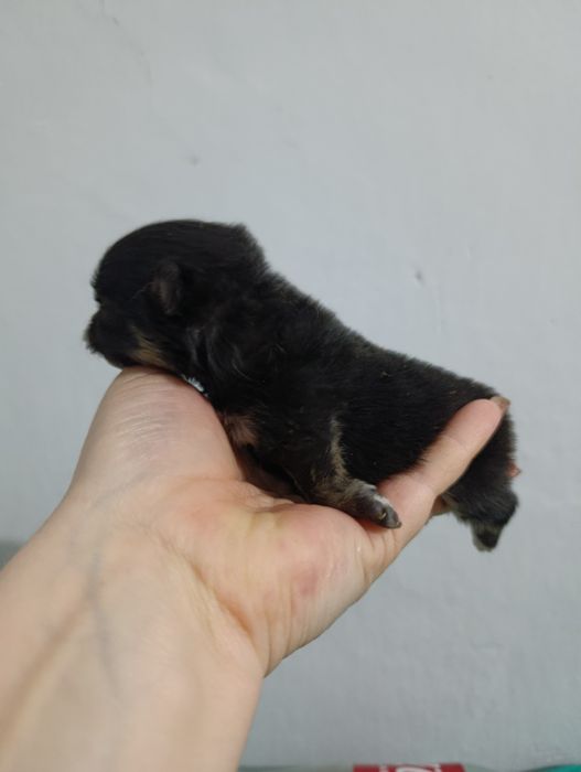 Щенки шпица мини