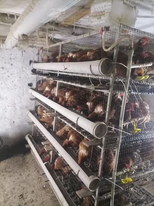 Продаю кур-несушек Ломан Браун