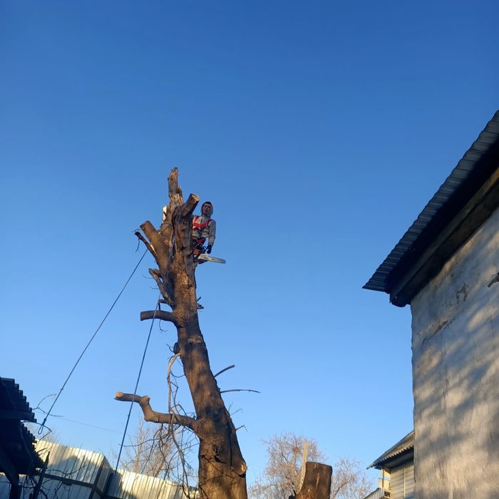 Спил деревьев с помощью альпинизма