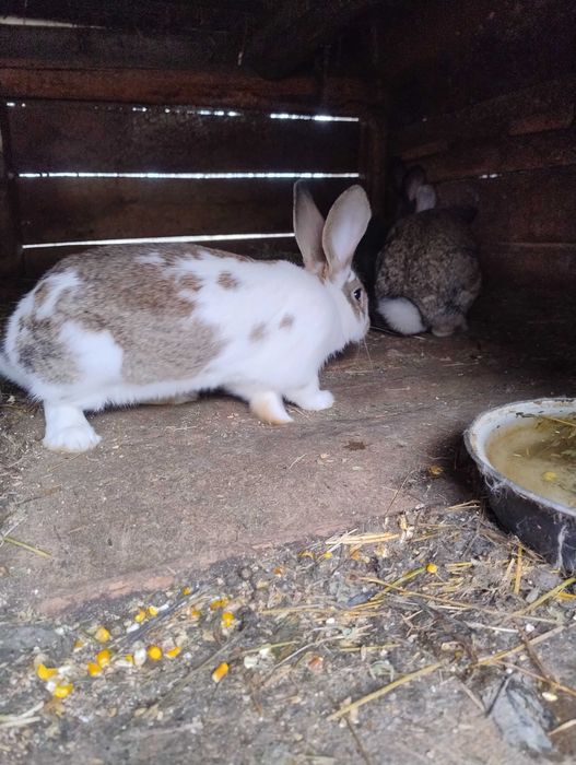 Vând iepuri de casa