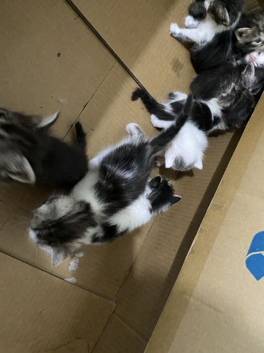 Котята в добрые руки