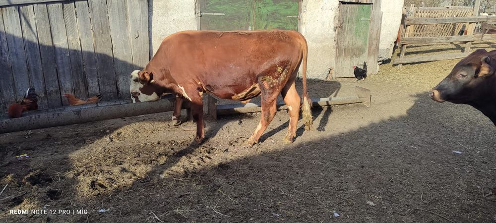 Продам быков с откорма