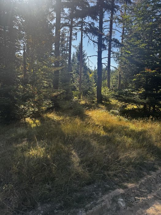 Парцел Цигов чарк 1250 Кв.м