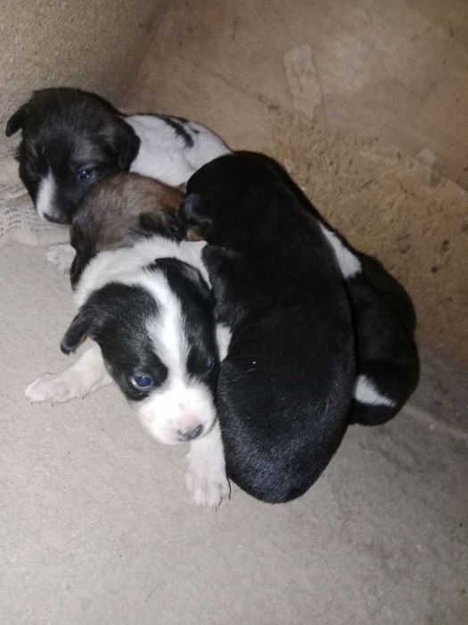 продаются щенки ДЖЕК РАСЕЛ С ПОЛУАВЧАРКОЙ  по 200 тыс сум