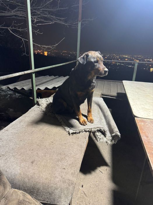 Отдадим в хорошие руки