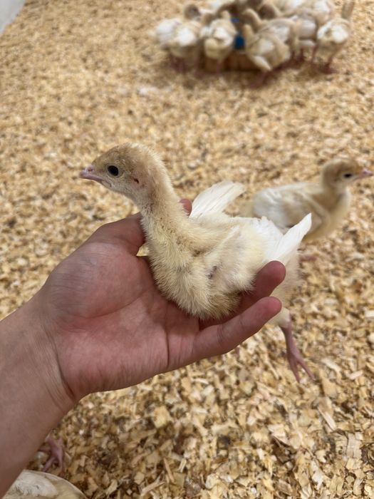 Big 6 jo’jalari 10 kunlik