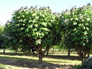 Pomi ornamental  Catalpa  purpurea