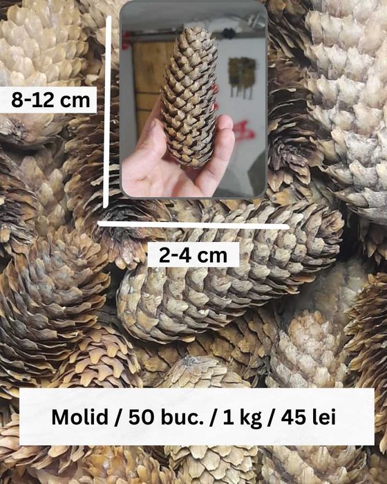 Conuri Brad / Molid Naturale pentru Decorațiuni