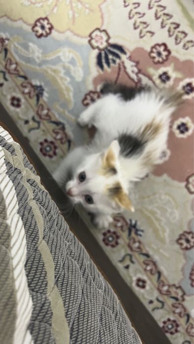 отдам за доброгочеловека