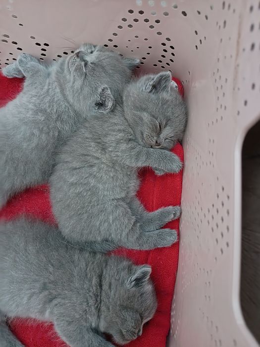 British shorthair blue