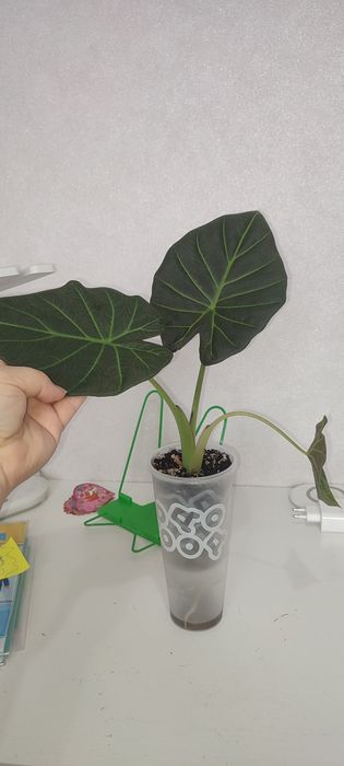 Алоказия регал Шилдс