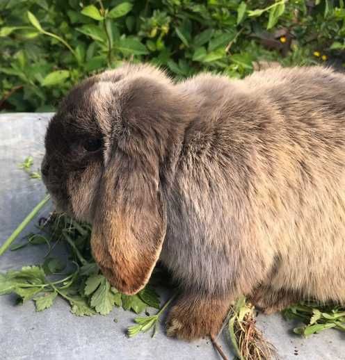 Iepurasi pitici pt copii, berbec german - mini lop