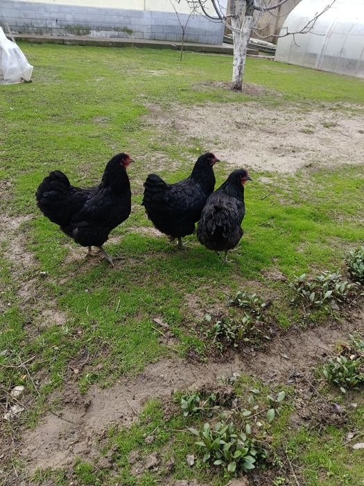 Продам куры Джерси гигант