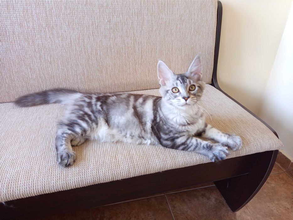 Maine Coon,малко коте