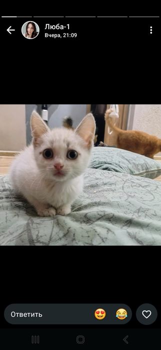 Котята в добрые руки