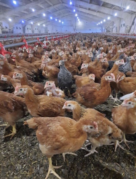 Vindem pui Albi de carne și rosi