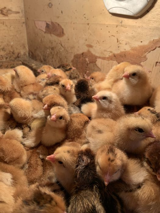 Ханхяп жўжалари сотилади xan xyap хан хяп корея