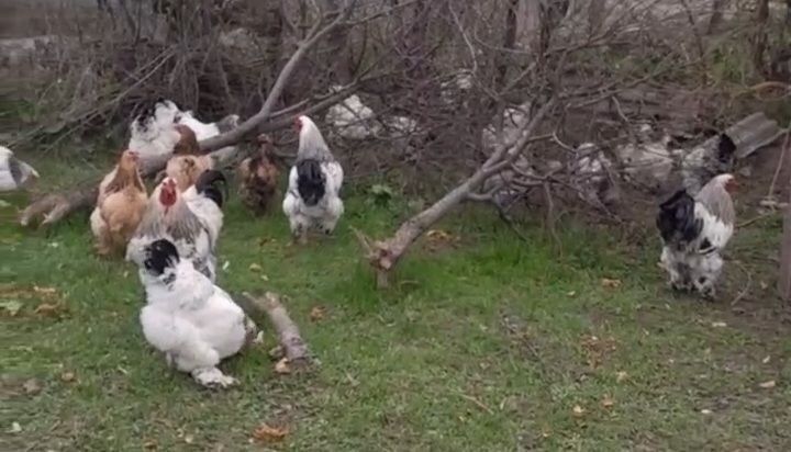 Ishonchli brama tovuq tuxumi