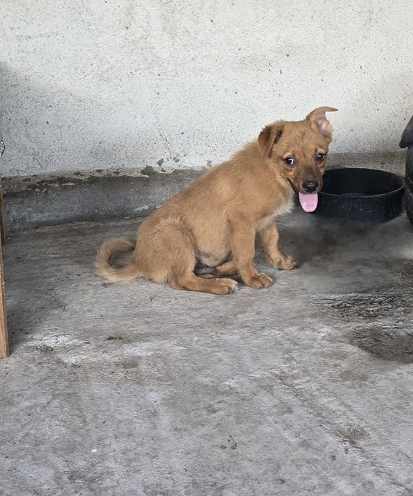 Подарявам кученца