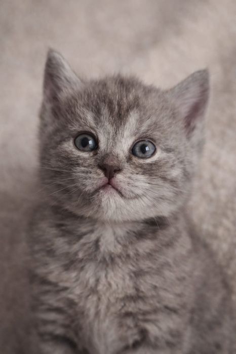 Продам котят, в хорошие руки