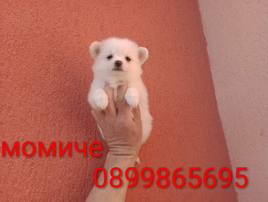Мини Шпиц - Померан.
Мъжки и женски кученца.
