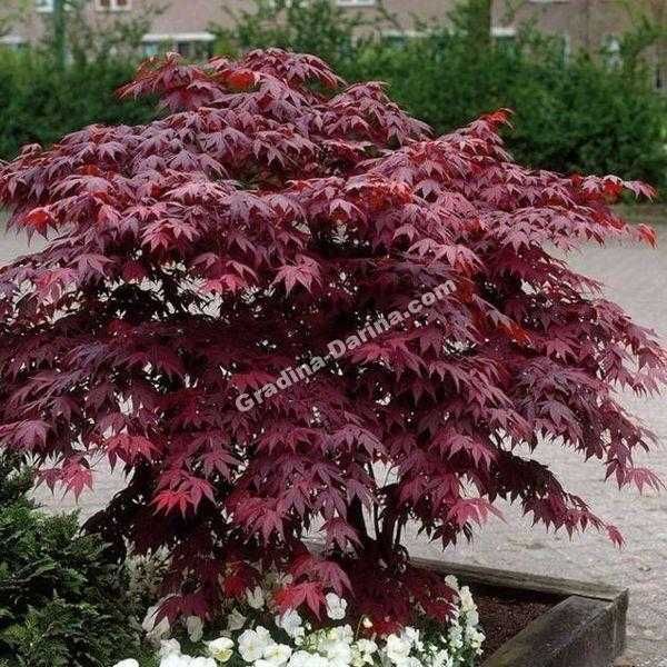 Ацер Атропурпуреа