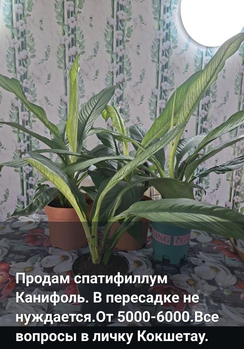 Продам цветы комнатные.