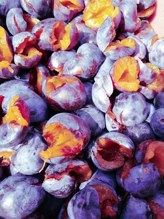 Magiun de prune, silvoita