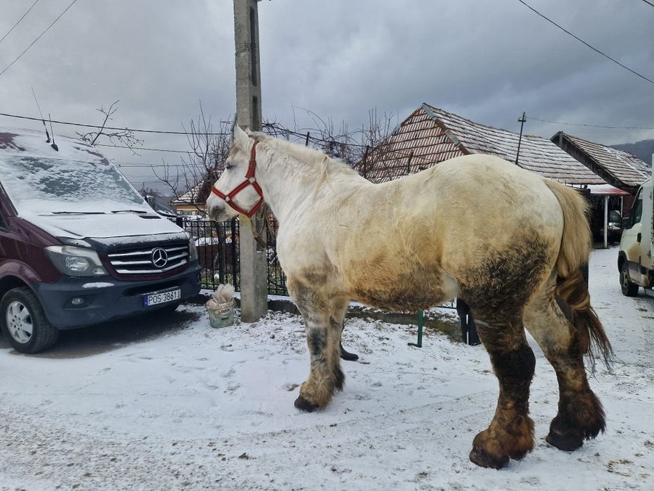 Cal semigreu garantat la probe